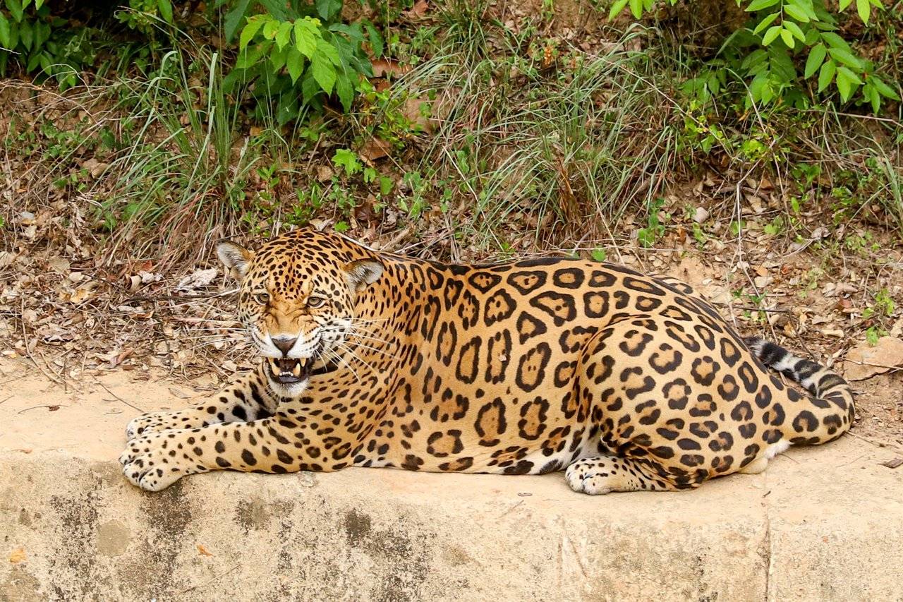 Parceria inédita no Brasil dará liberdade aos animais do Zoobotânico de Teresina